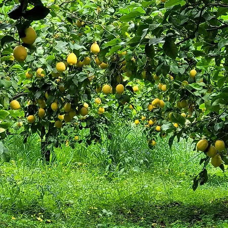 Bed and breakfast Il Limoneto Di Giovi Salerno