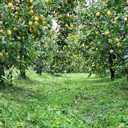 Il Limoneto Di Giovi 4*